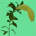 植物大战僵尸写实版策略塔防